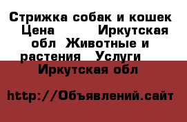 Стрижка собак и кошек › Цена ­ 500 - Иркутская обл. Животные и растения » Услуги   . Иркутская обл.